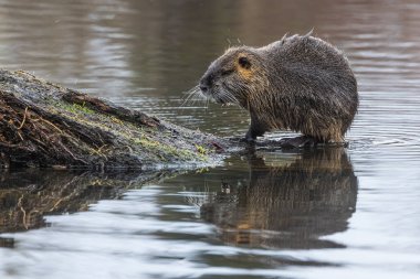 Erkek cevizi (Myocastor coypus sudan çıkar)