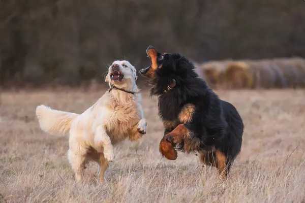 Mannlig Svart Gull Hovie Hund Hovawart Golden Retriever Ønsker Bite – stockfoto