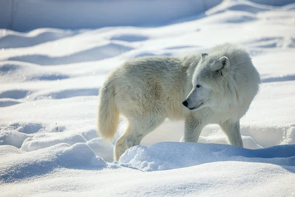 Lobo Ártico Canis Lupus Arctos Neve Profunda — Fotografia de Stock
