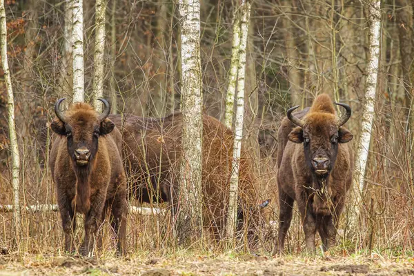 herd European bison (Bison bonasus) or the European wood bison are among the birches