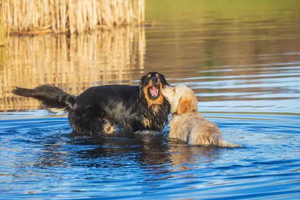 一只黑金相间的公狗和一只在水里嬉戏的金毛猎犬 — 图库照片