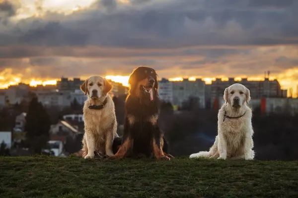 Schwarz Goldener Hovie Hund Hovawart Und Zwei Golden Retriever Posieren — Stockfoto