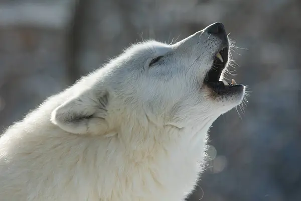 北极狼 Canis Lupus Arctos 对着狼群的其余部分嚎叫 — 图库照片