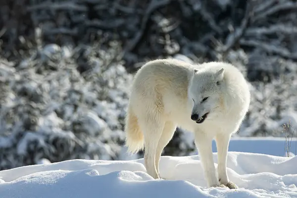 Αρκτικός Λύκος Canis Lupus Arctos Είναι Έτοιμος Βρυχάται — Φωτογραφία Αρχείου