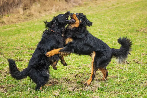 Masculino Preto Ouro Hovie Cão Eles Estão Jogando Pouco Áspero — Fotografia de Stock