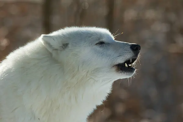 Lobo Ártico Canis Lupus Arctos Está Listo Para Gruñir —  Fotos de Stock