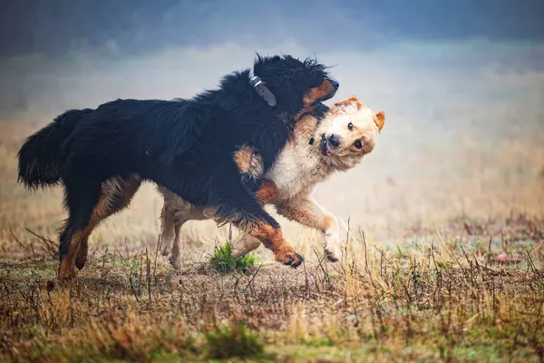 Pes Černý Zlatý Hovie Pes Dva Mlhavém Počasí Druhý Jasný — Stock fotografie
