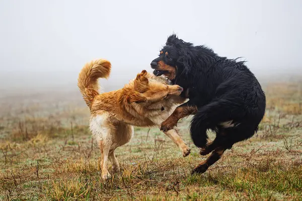 Erkekler Siyah Altın Hovie Köpekleri Birbirini Isırıyor — Stok fotoğraf