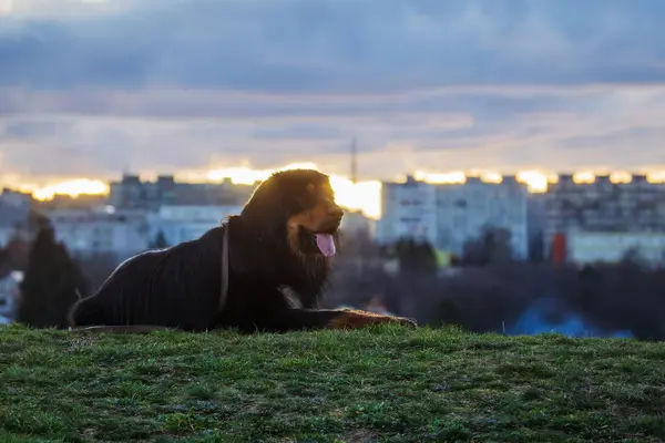 Erkek Siyah Altın Rengi Hovie Köpeği Hovawart Gün Batımında Şehrin — Stok fotoğraf