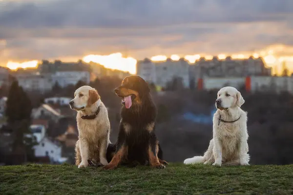 男性のブラックとゴールドのホビー犬ホバートと2人のゴールデンレトリーバーは 日没時に街の上にポーズしています — ストック写真