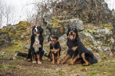 Erkek, siyah ve altın rengi Hovie köpeği ve diğer ikisi, Bernese Dağ Köpeği.