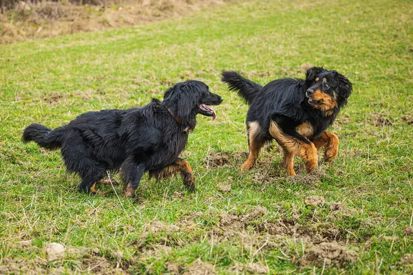 黑色和金色的雄性猎狗一只追着另一只 — 图库照片