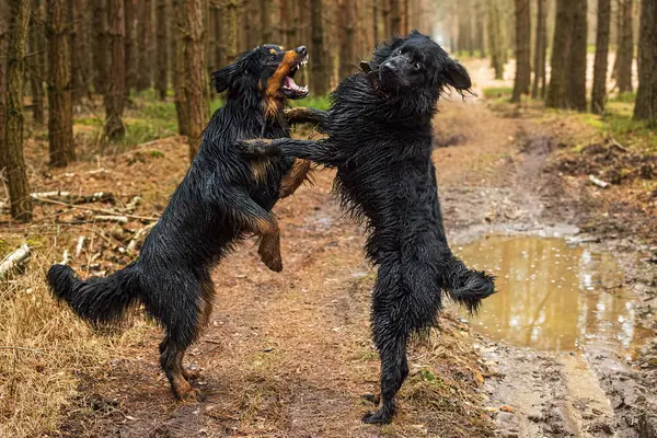 Erkek Siyah Altın Hovie Köpeği Onun Peşinde — Stok fotoğraf