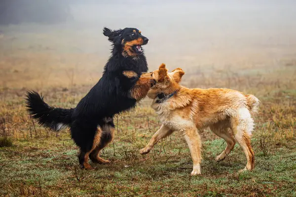 Мужской Черный Золотой Хови Собака Прыгают Друг Друга Время Игры — стоковое фото