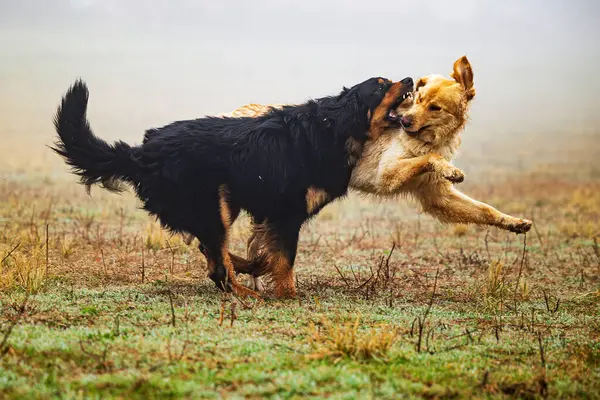 Masculino Preto Ouro Hovie Cão Eles São Jovem Frolicking — Fotografia de Stock