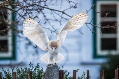 Dişi ahır baykuşu (Tyto alba) antik kulübenin önünde çitin üzerinde oturuyor
