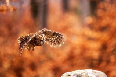 Erkek tawny baykuş (Strix aluco) bir kayanın üzerinde oturmak ister