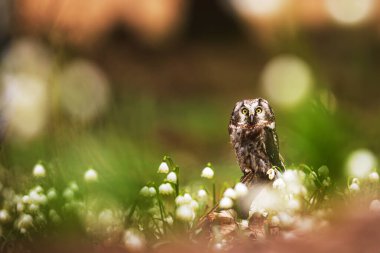 Erkek boreal baykuş veya Tengmalm baykuşu (Aegolius funereus) kar çanları dolu bir orman paletinde oturmaktadır.