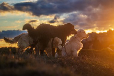 Erkek, siyah ve altın rengi Hovie köpeği Hovawart ve Golden Retriever gün batımına karşı duruyorlar.