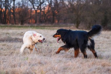 Erkek, siyah ve altın Hovie köpeği Hovawart ve Golden Retriever parkta oynuyorlar.