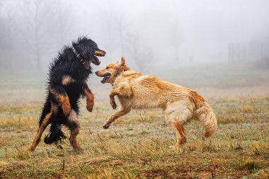 Erkek, siyah ve altın. Hovie köpeği Hovawart.