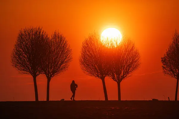 실루엣 태양의 다채로운 배경에 대하여 외로운 — 스톡 사진
