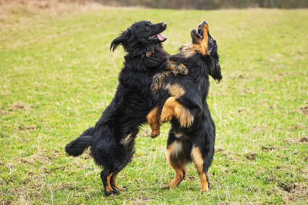Erkek Siyah Altın Hovie Köpeği Hovawart Dans Ettiği Zamanki Gibi — Stok fotoğraf