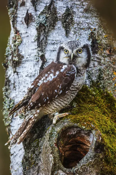 Female Northern Hawk Owl Surnia Ulula Blends More Colourfully Birch — Stock Photo, Image