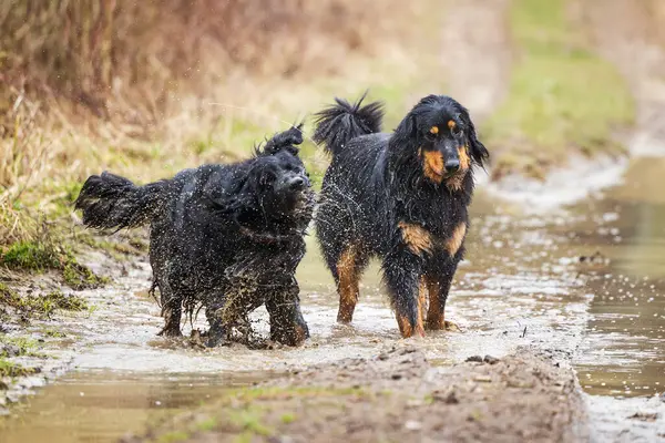 Rüde Schwarz Gold Hovie Hund Hovawart Schüttelt Das Wasser Von — Stockfoto