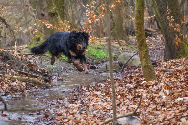 Männchen Schwarz Gold Hovie Hund Hovawart Springt Über Einen Waldbach — Stockfoto