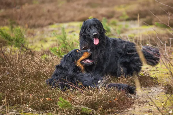 Αρσενικό Μαύρο Και Χρυσό Hovie Σκυλί Hovawart Υπάρχει Ανάπαυση Στα Εικόνα Αρχείου