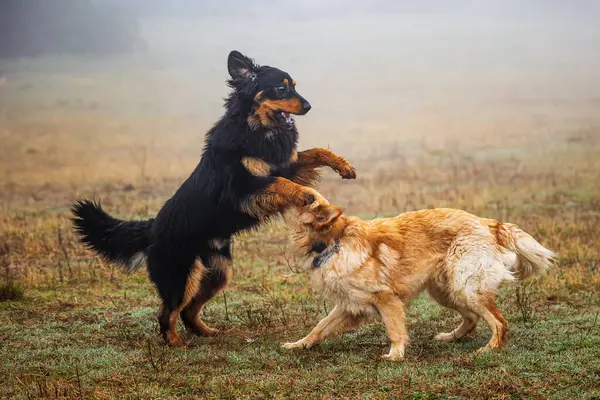 Αρσενικό Μαύρο Και Χρυσό Hovie Σκυλί Hovawart Ζευγάρι Παίζει Άγρια Royalty Free Φωτογραφίες Αρχείου