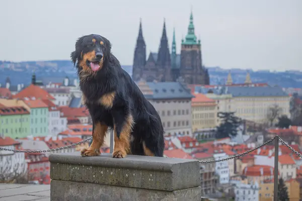 Mężczyzna Czarny Złoty Hovie Pies Stanowi Ładnie Widokiem Pragę — Zdjęcie stockowe