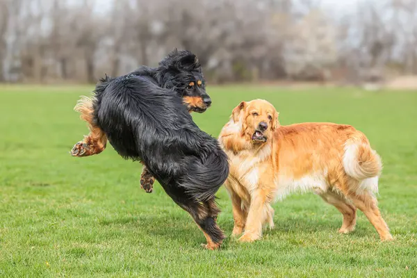 Rüde Schwarz Gold Hovie Hund Posiert Schön Mit Blick Auf — Stockfoto