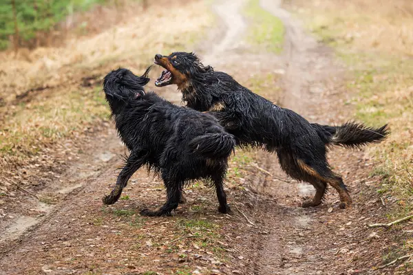 Rüde Schwarz Gold Hovie Hund Das Spiel Sieht Sehr Rau — Stockfoto