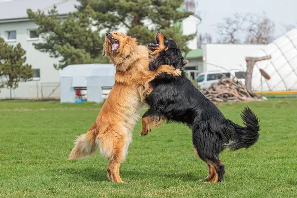 Rüde Schwarz Und Gold Hovie Hund Spiel Das Sie Beißen — Stockfoto