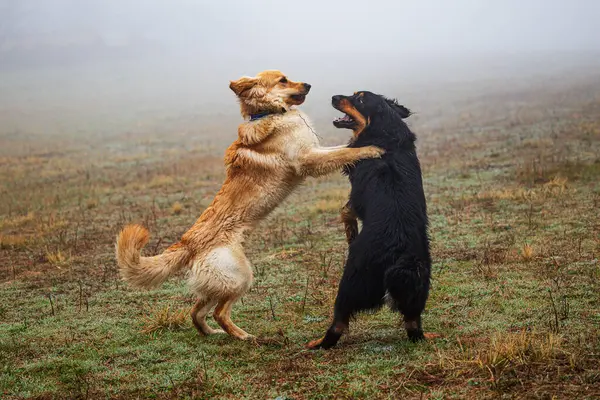 男性の黒と金ホビー犬が霧の中で遊んでいる — ストック写真