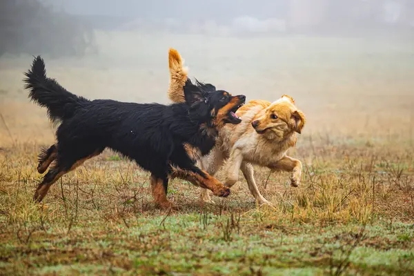 Mannlig Svart Gull Hovie Hund Biter Mens Løper – stockfoto