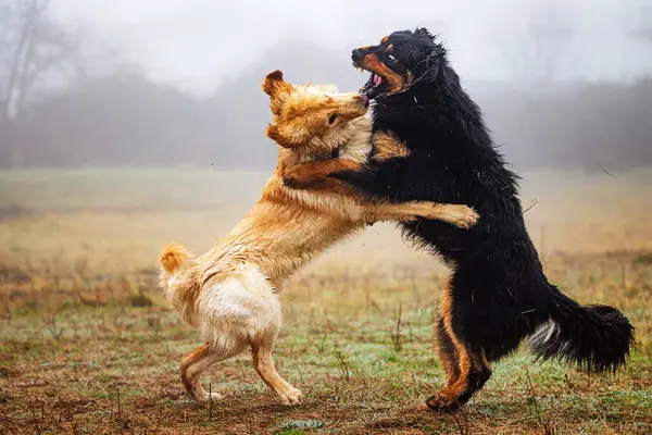 Самец Черный Золотой Хови Собака Игре Укуса — стоковое фото
