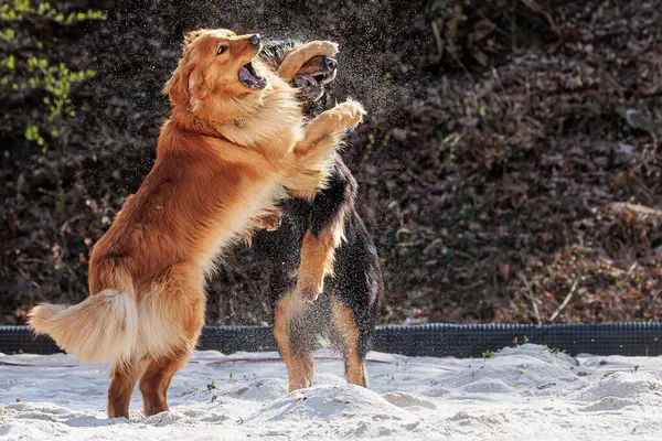 Самец Черный Золотой Hovie Собака Два Играет Песке — стоковое фото