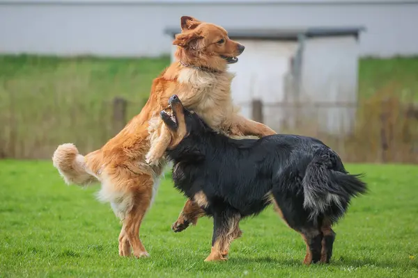 Erkek Siyah Altın Rengi Hovie Köpeği Hovawart Birbirlerinin Üstüne Atlıyorlar — Stok fotoğraf