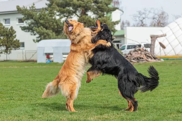 Чоловічий Чорно Золотий Собака Хові Грі Вони Кусають Стокове Фото