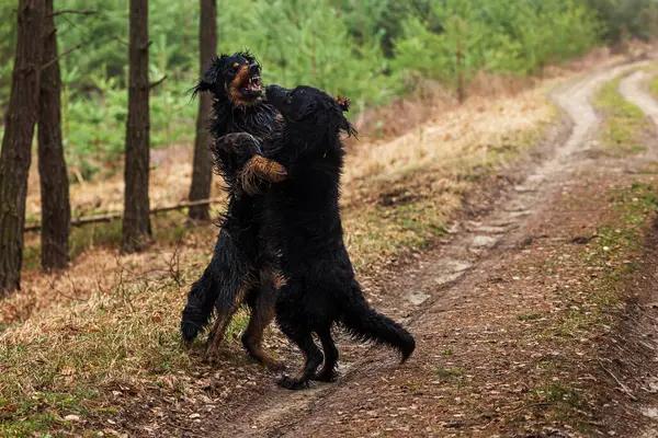 Самец Черный Золотой Hovie Собака Лесной Дорожке Стоковое Изображение