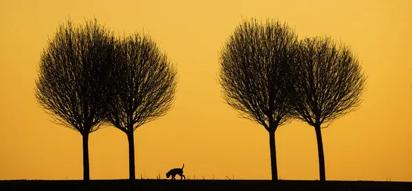 Черные Силуэты Желтом Фоне Заходящего Солнца Одинокой Собакой Стоковая Картинка