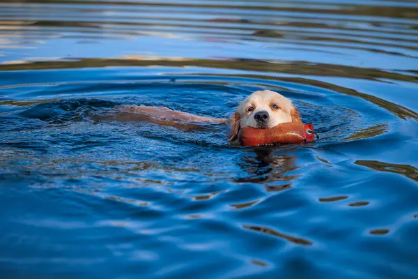 Mężczyzna Golden Retriever Pływa Powrotem Aportować Obrazy Stockowe bez tantiem