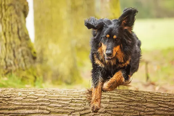 Czarny Złoty Hovie Dog Hovawart Wdziękiem Skacze Nad Pniem Drzewa Obraz Stockowy