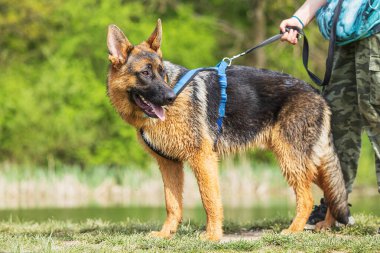 Erkek Alman Çoban Köpeği koşumlarda