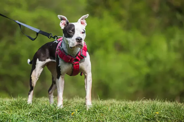 Staffordshire Bull Terrier Fotos De Stock Sin Royalties Gratis
