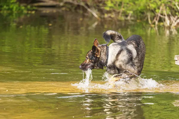 Rüde Deutscher Schäferhund Trällert Das Wasser Stockfoto