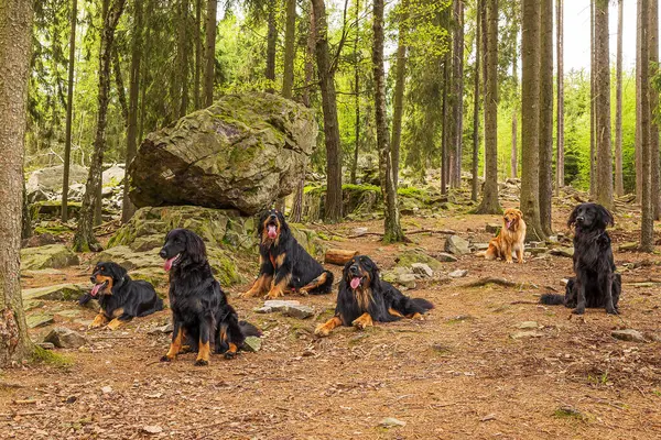 黑金相间的Hovie Dog Hovawart六个人在森林里 图库照片